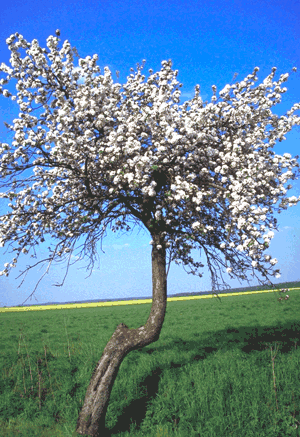 Apfelbaum02